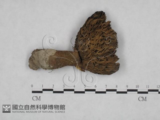 登錄號:F0025092藏品圖，第1張