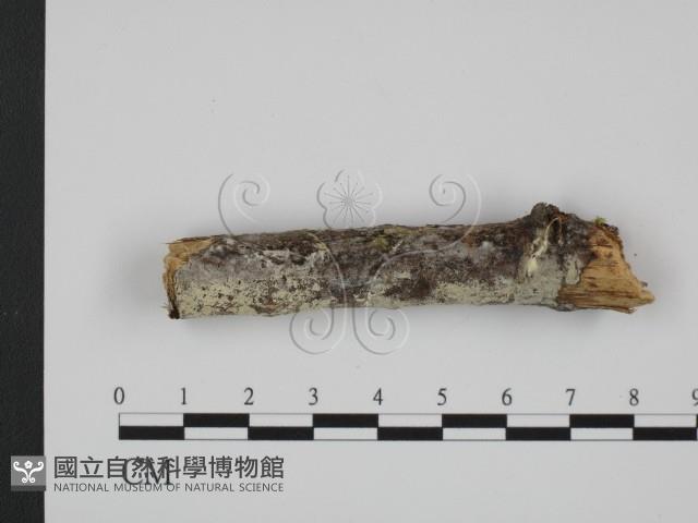 登錄號:F0015092藏品圖，第1張
