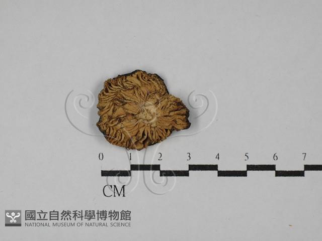 粉褶菌屬藏品圖，第1張
