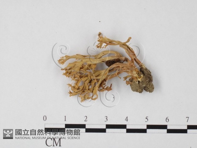 登錄號:F0008392藏品圖，第1張