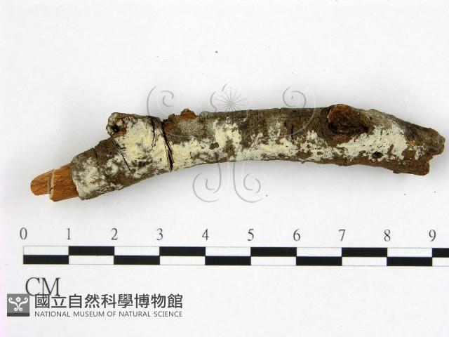 登錄號:F0020392藏品圖，第1張