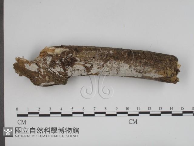 登錄號:F0000392藏品圖，第1張