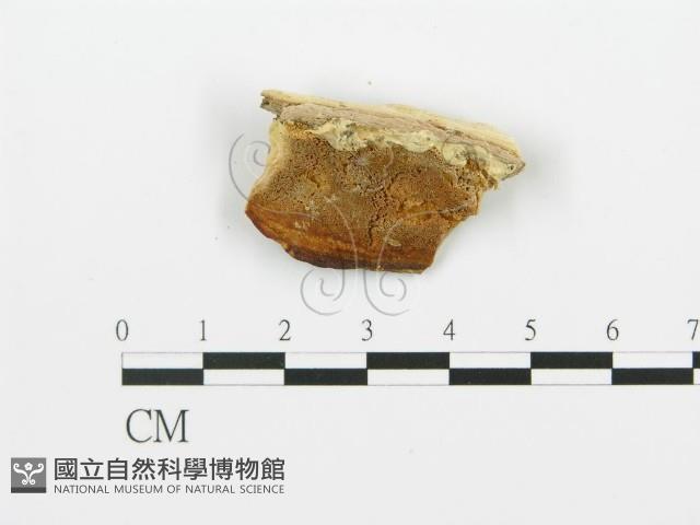 登錄號:F0006392藏品圖，第1張