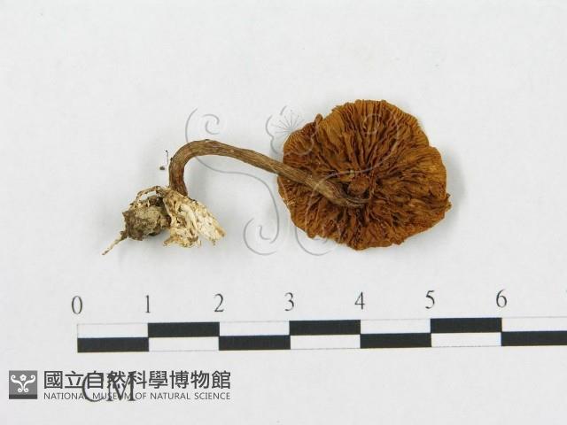 登錄號:F0016392藏品圖，第1張