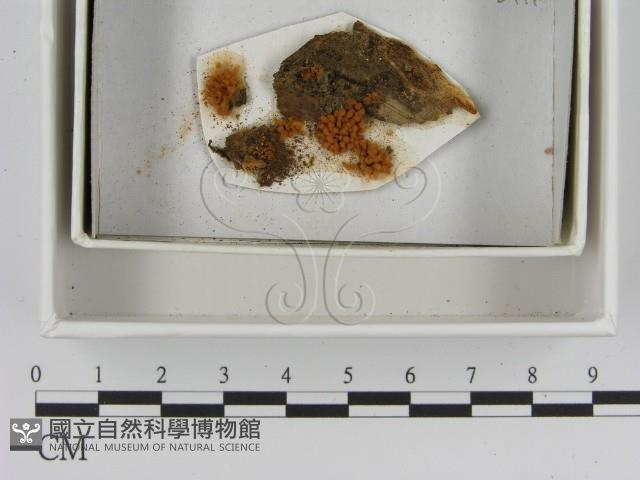 登錄號:F0021392藏品圖，第1張