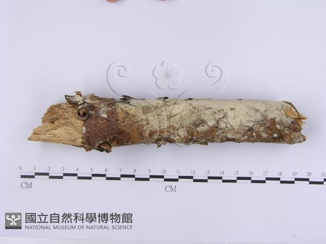 登錄號:F0001392藏品圖，第1張