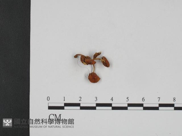 登錄號:F0004392藏品圖，第1張