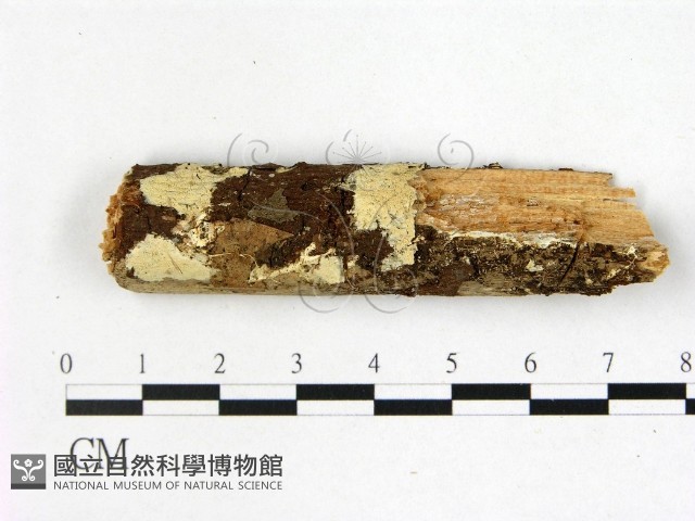 登錄號:F0022392藏品圖，第1張