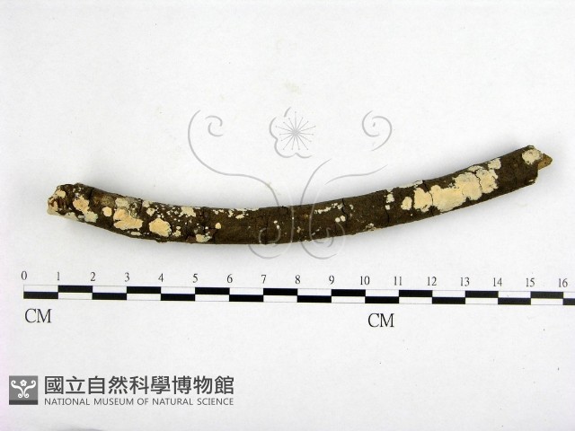登錄號:F0002392藏品圖，第1張