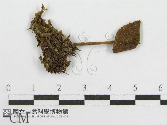粉褶菌屬藏品圖，第1張