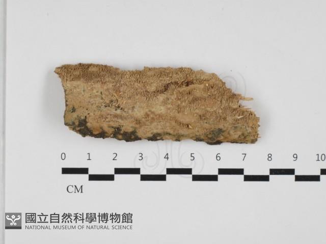 刺革菌屬藏品圖，第1張