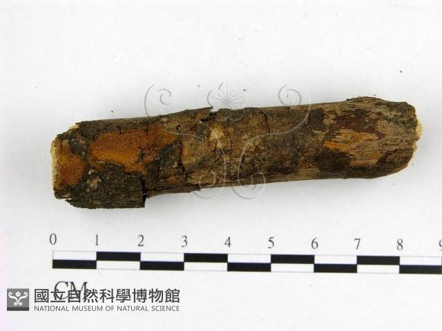 登錄號:F0017392藏品圖，第1張