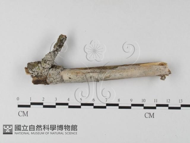 絲皮菌屬藏品圖，第1張