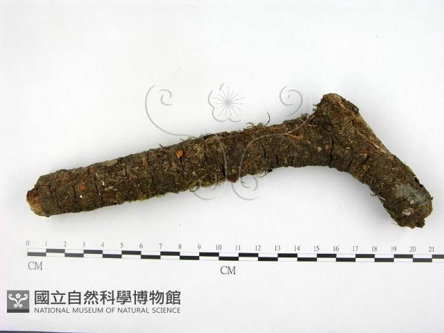 登錄號:F0005392藏品圖，第1張