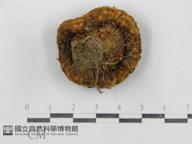 紅菇屬藏品圖，第1張