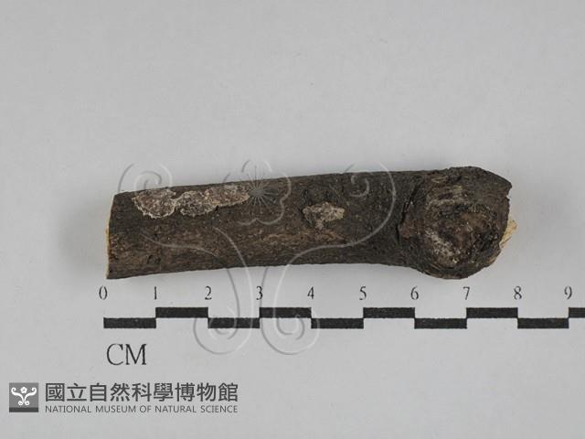 登錄號:F0029392藏品圖，第1張