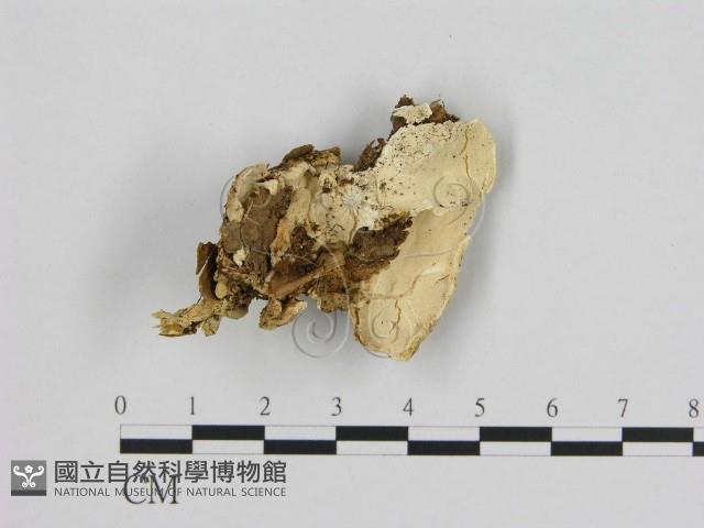 登錄號:F0009392藏品圖，第1張