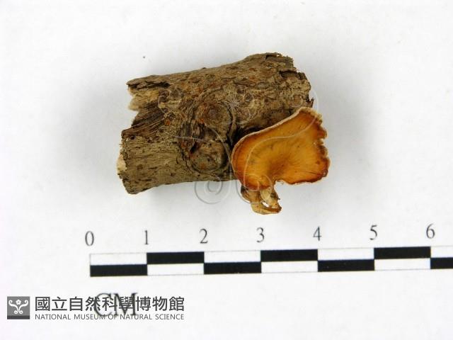 登錄號:F0023392藏品圖，第1張