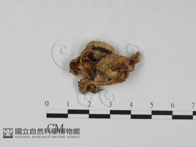 登錄號:F0003392藏品圖，第1張