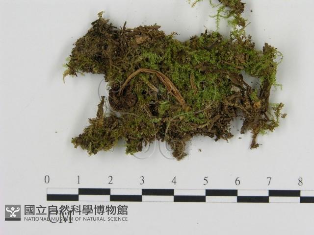 登錄號:F0013392藏品圖，第1張
