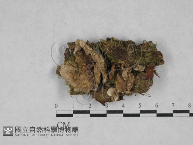 韌革菌屬藏品圖，第1張