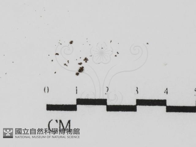 登錄號:F0008282藏品圖，第1張