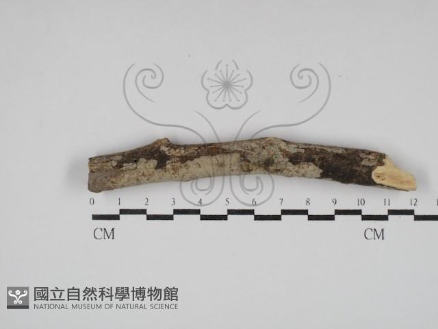 登錄號:F0000282藏品圖，第1張