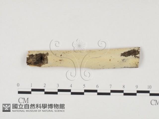 冇骨消絲齒菌藏品圖，第1張