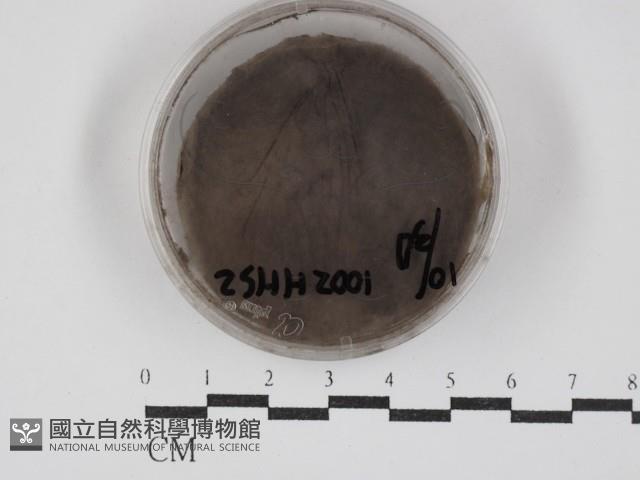 登錄號:F0030282藏品圖，第1張