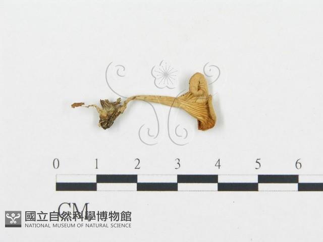 杯傘屬藏品圖，第1張