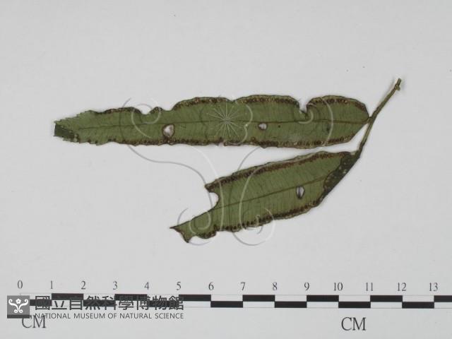 登錄號:F0021282藏品圖，第1張