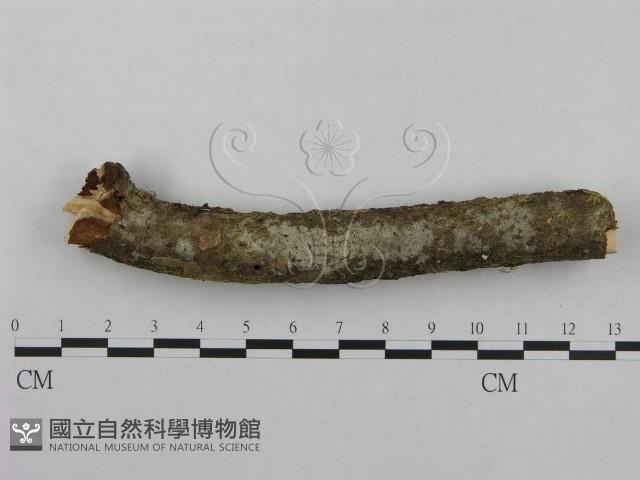 登錄號:F0001282藏品圖，第1張