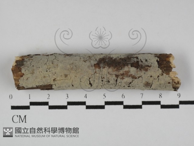 剛毛絲皮菌藏品圖，第1張