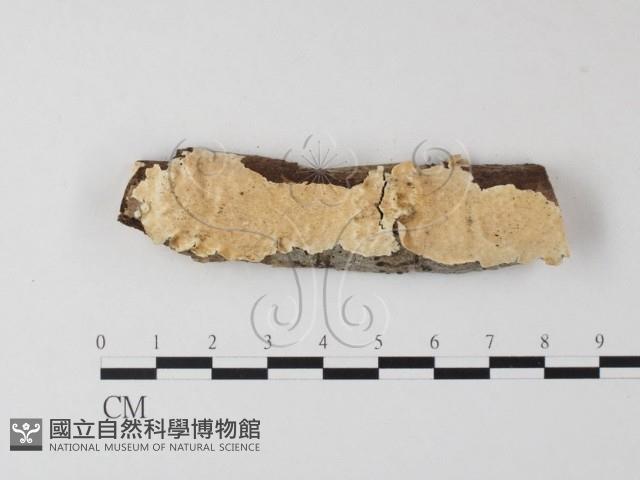 登錄號:F0004282藏品圖，第1張
