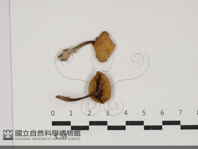 登錄號:F0034282藏品圖，第1張