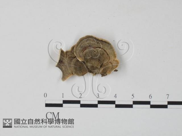 雲芝藏品圖，第1張