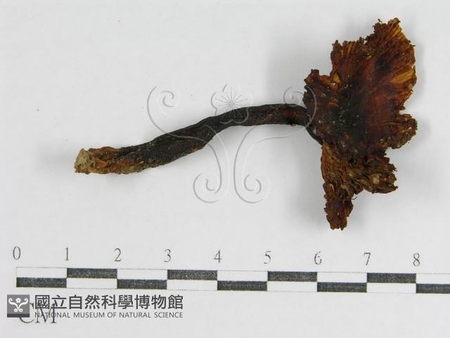 登錄號:F0002282藏品圖，第1張