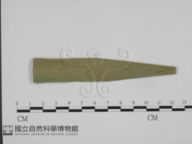 登錄號:F0012282藏品圖，第1張
