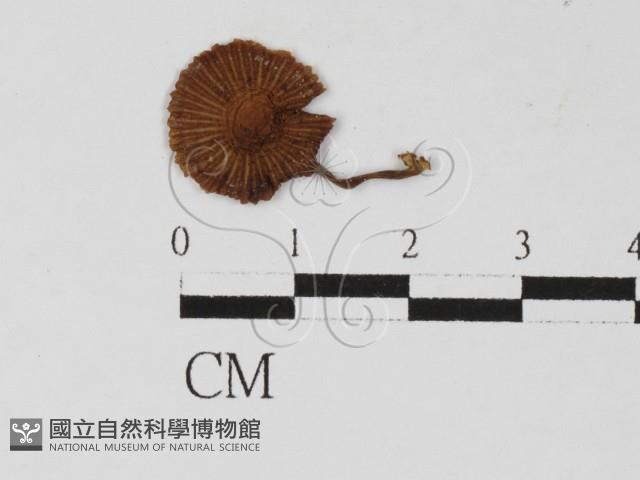 發光小菇藏品圖，第1張