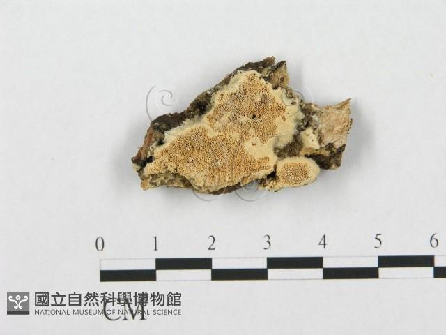 登錄號:F0007282藏品圖，第1張