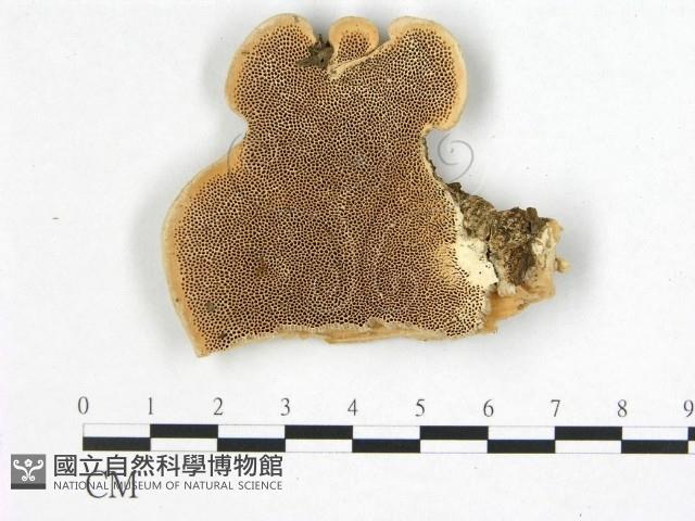 登錄號:F0017282藏品圖，第1張