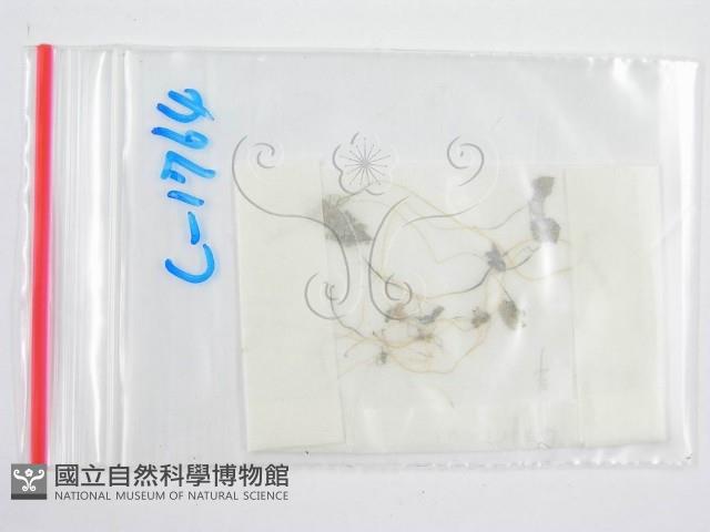 鬼傘屬藏品圖，第1張