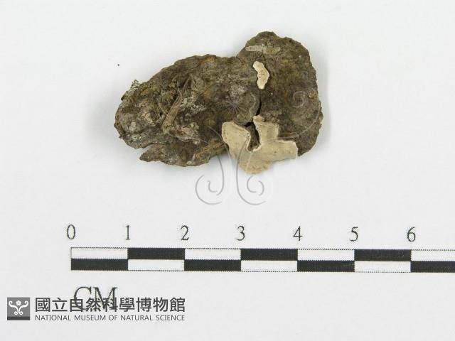 登錄號:F0015282藏品圖，第1張