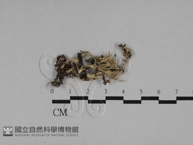 登錄號:F0029282藏品圖，第1張