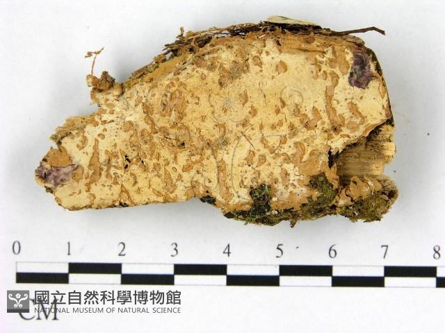 顯絲菌屬藏品圖，第1張