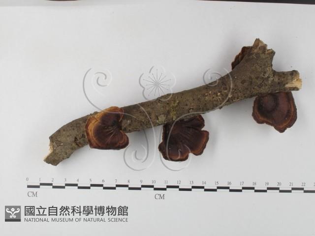 相鄰小孔菌藏品圖，第1張