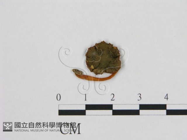 小皮傘屬藏品圖，第1張