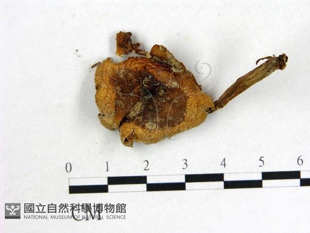 登錄號:F0013282藏品圖，第1張
