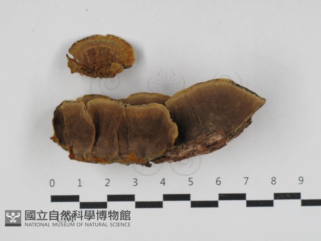 木層孔菌屬藏品圖，第1張