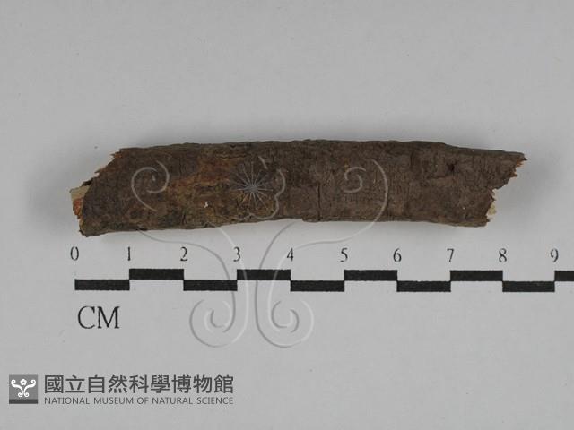 刺革菌屬藏品圖，第1張